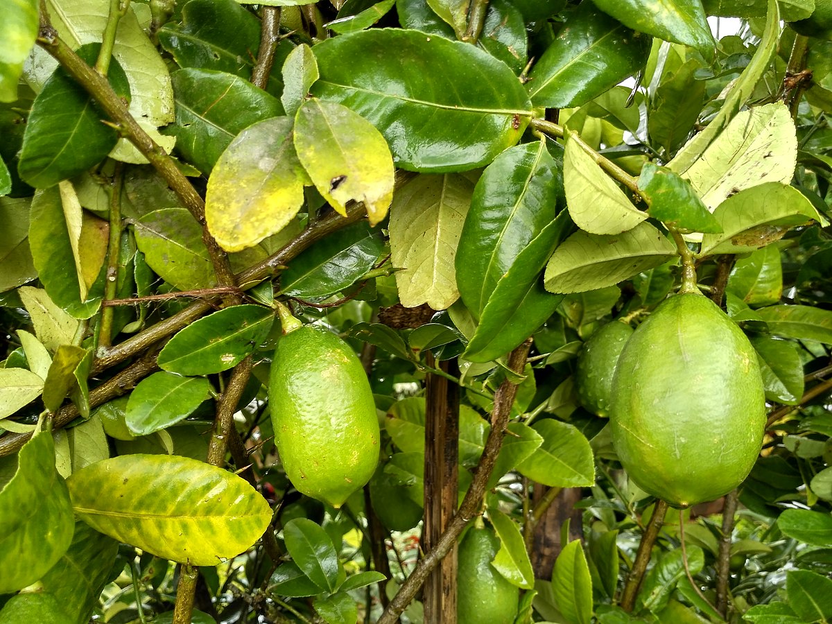 1200px-Lemon_2_Bangladesh_